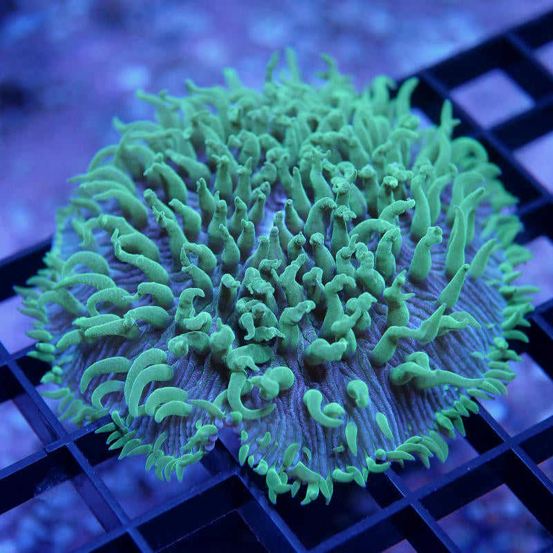 Fungia 'Green Tips'