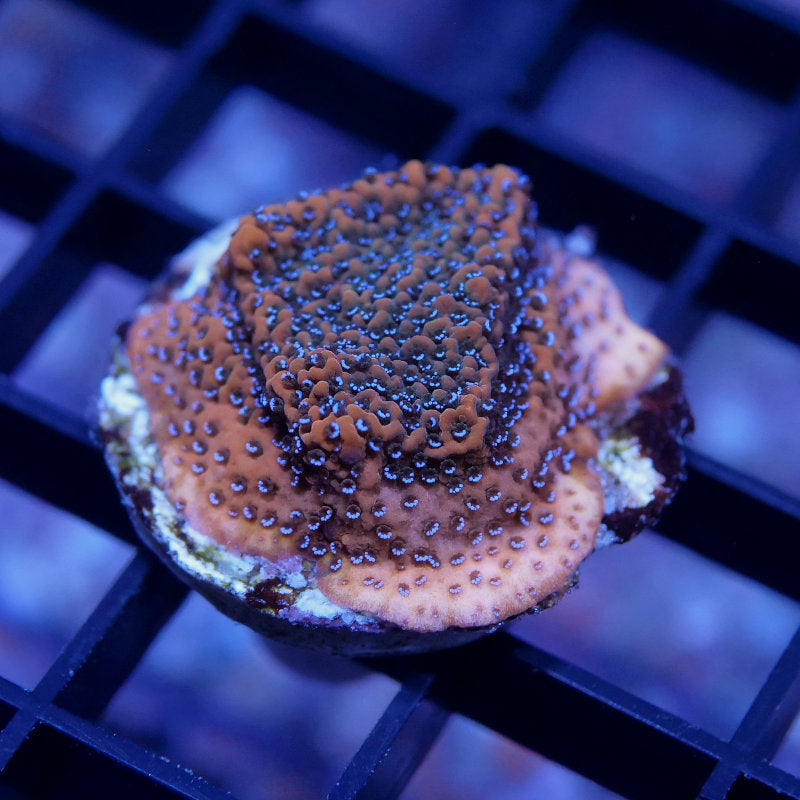 Montipora sp. 'Mystic Sunset'