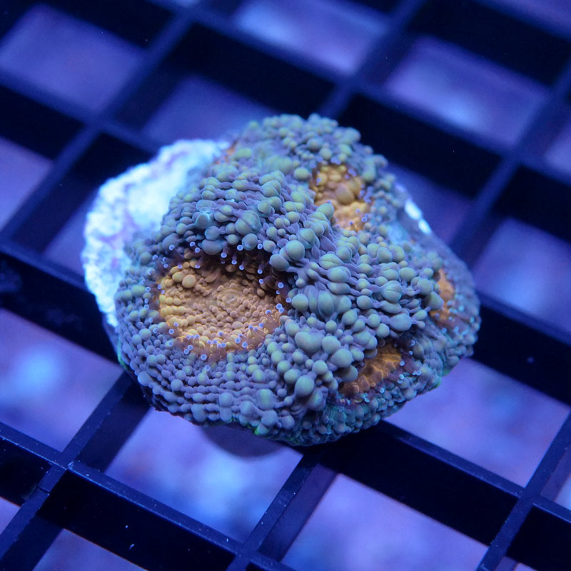 Acanthastrea echinata 'Orange Center'