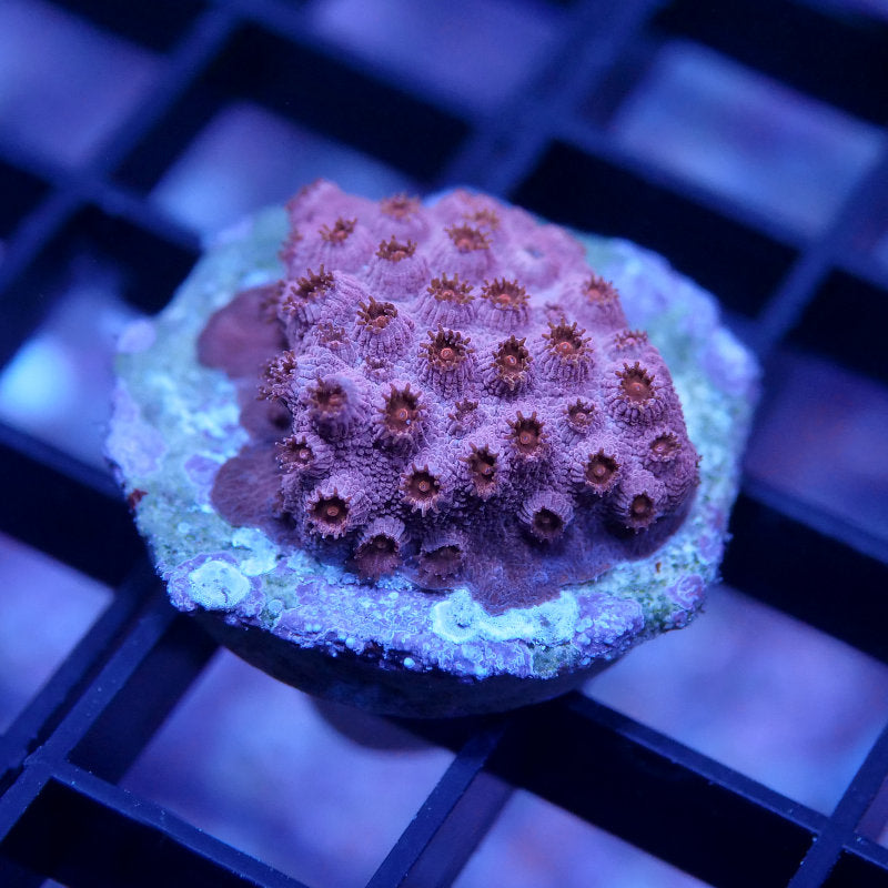 Cyphastrea sp. 'Red'