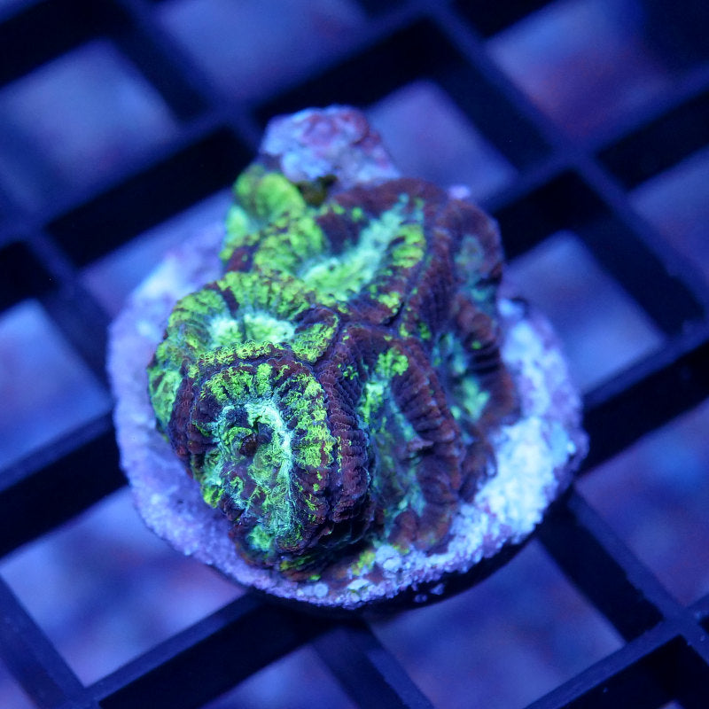 Favia sp. 'Paint Splatter'