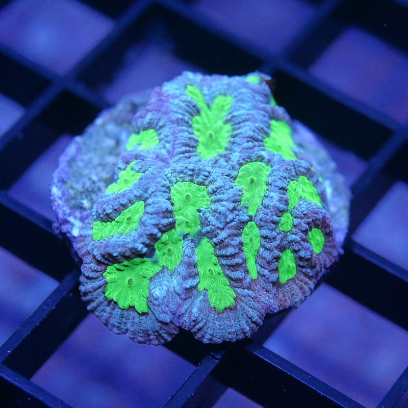 Goniastrea sp. 'Toxic'