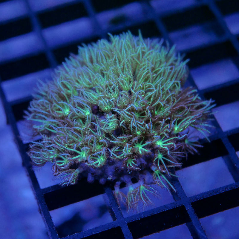 Pachyclavularia sp. 'Green'