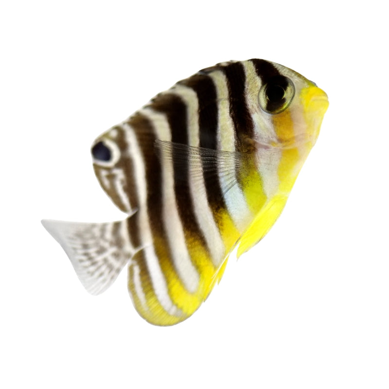 Zebra-Zwergkaiserfisch