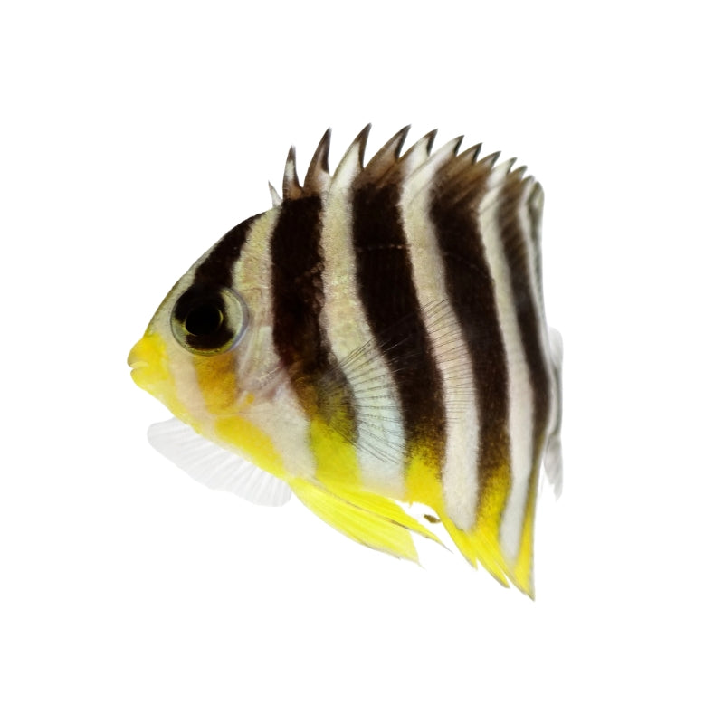 Zebra-Zwergkaiserfisch