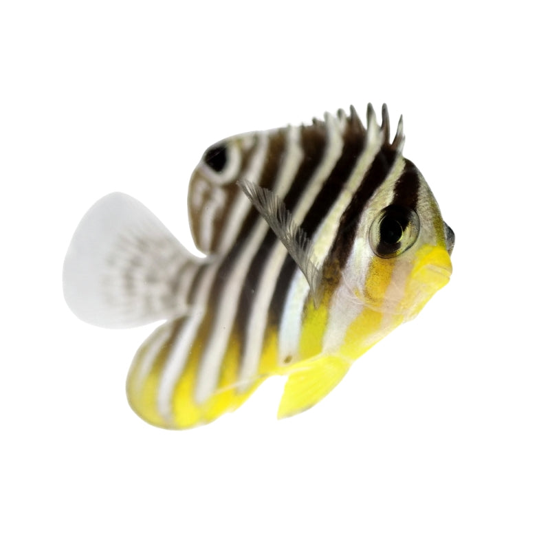Zebra-Zwergkaiserfisch