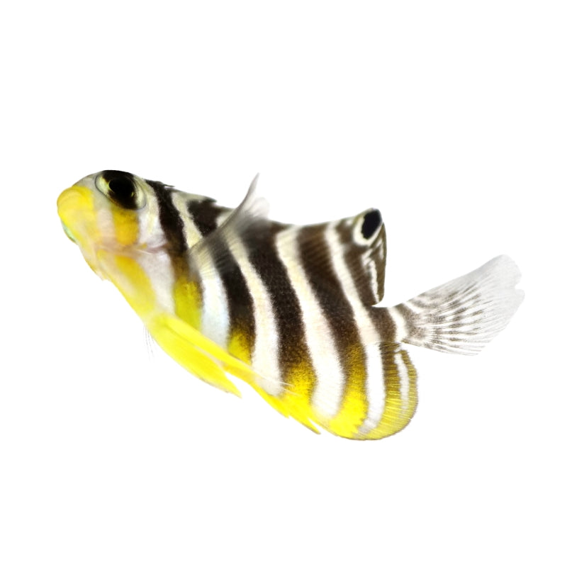 Zebra-Zwergkaiserfisch