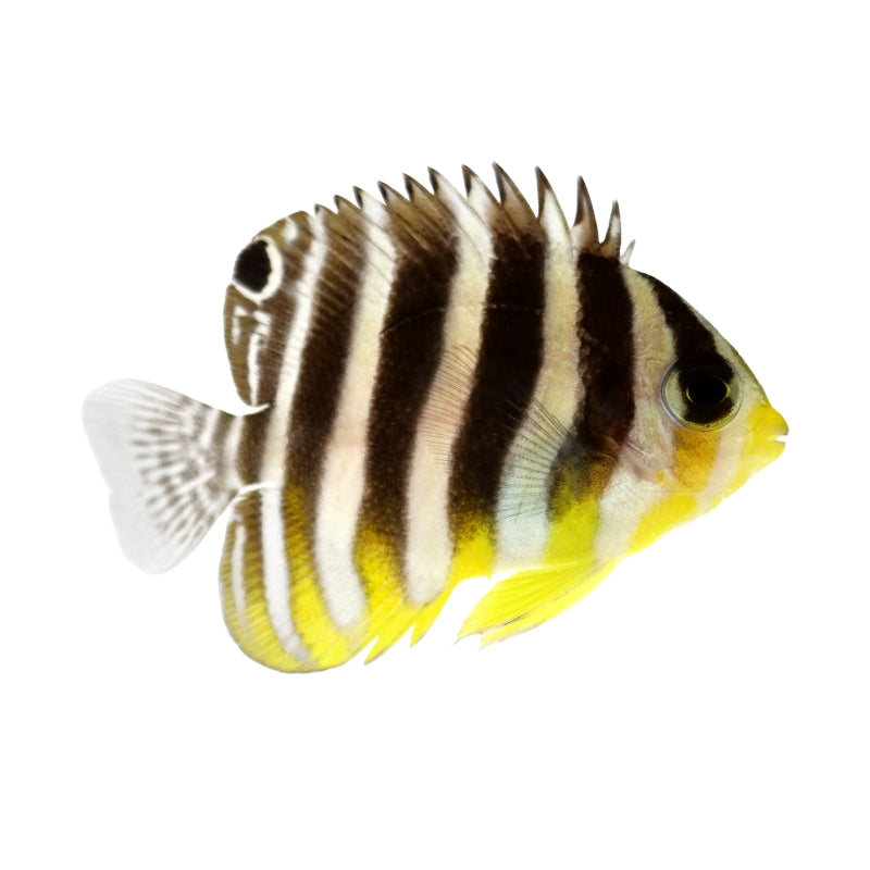 Zebra-Zwergkaiserfisch