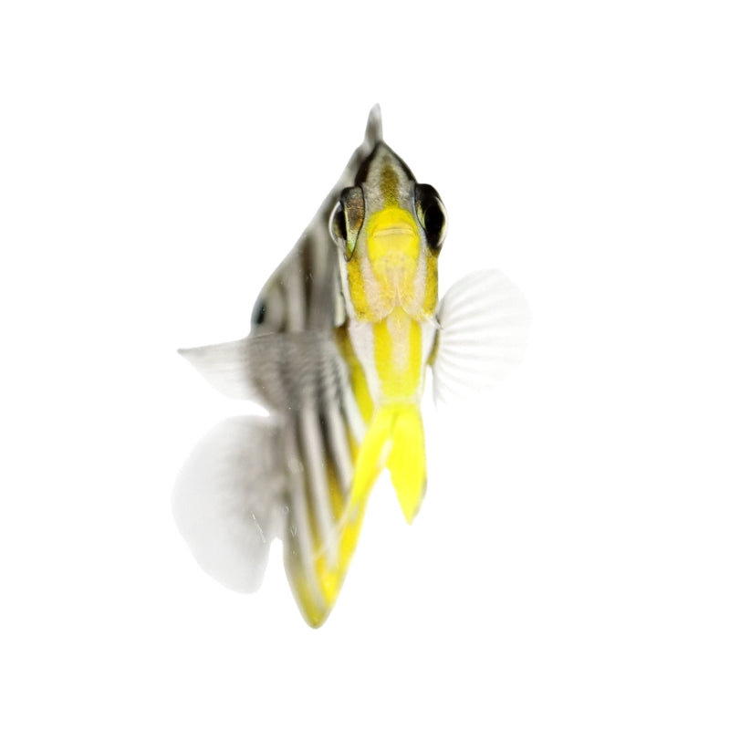 Zebra-Zwergkaiserfisch