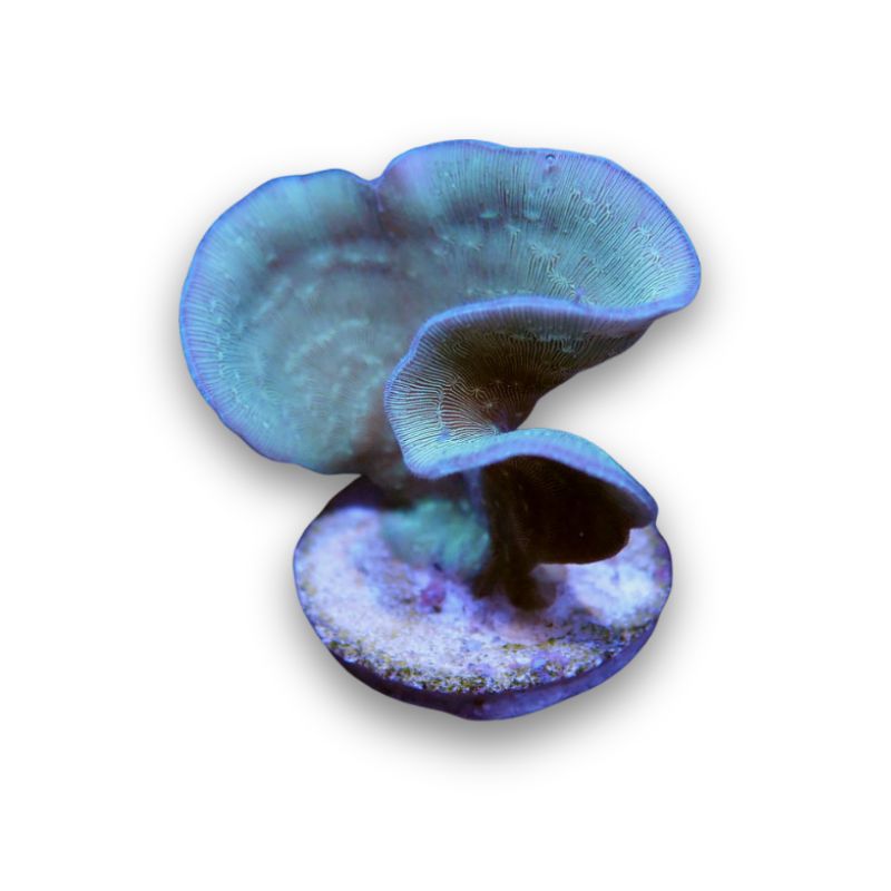 Pavona cactus 'Green'