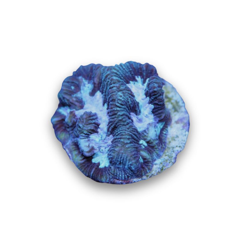 Platygyra sp. 'Purple Water'