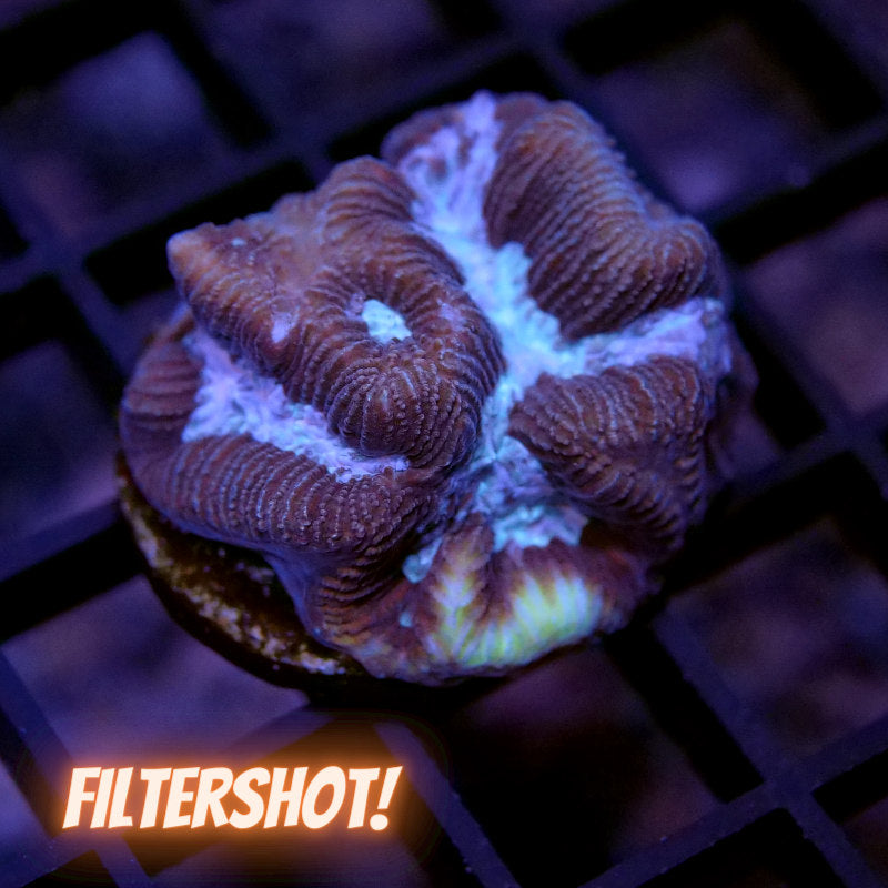 Platygyra sp. 'Purple Water'