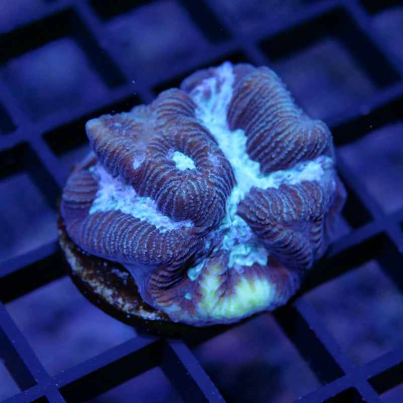 Platygyra sp. 'Purple Water'