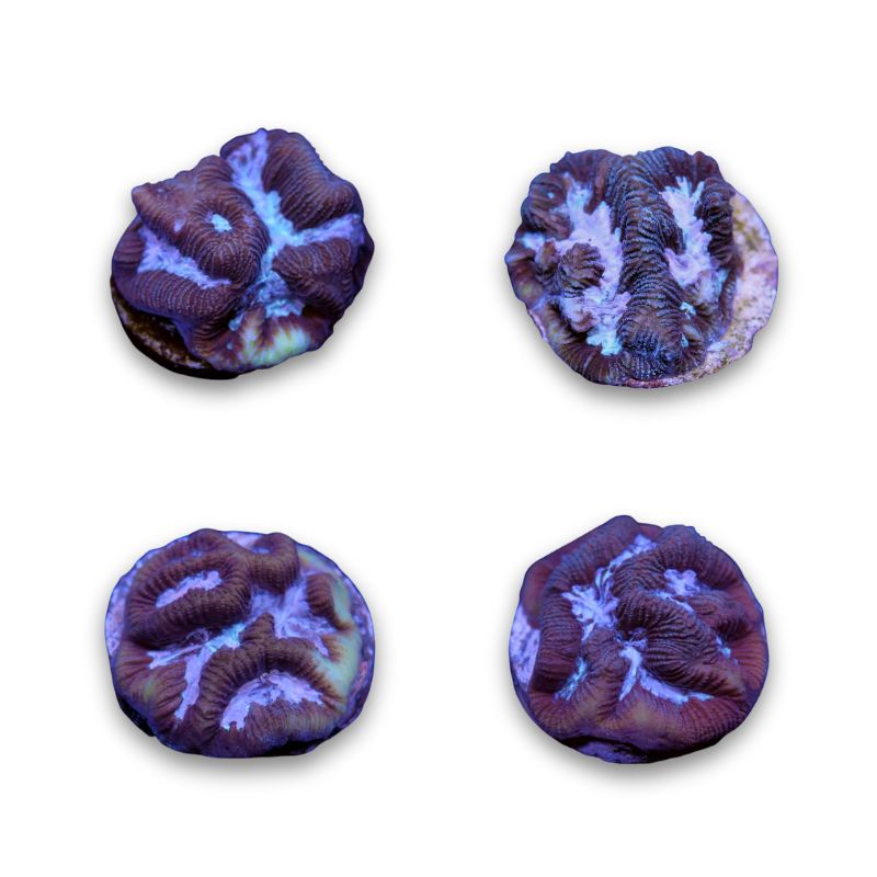 Platygyra sp. 'Purple Water'