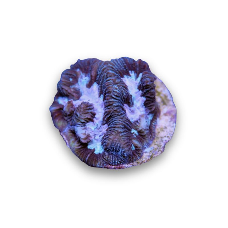 Platygyra sp. 'Purple Water'