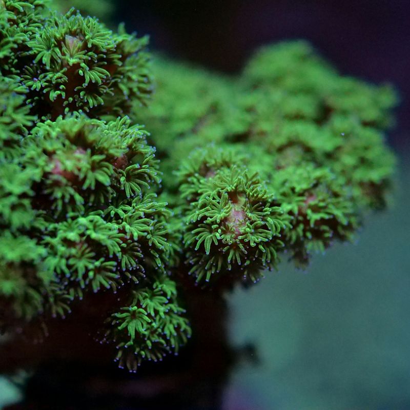 Pocillopora sp. 'Hairy Green'