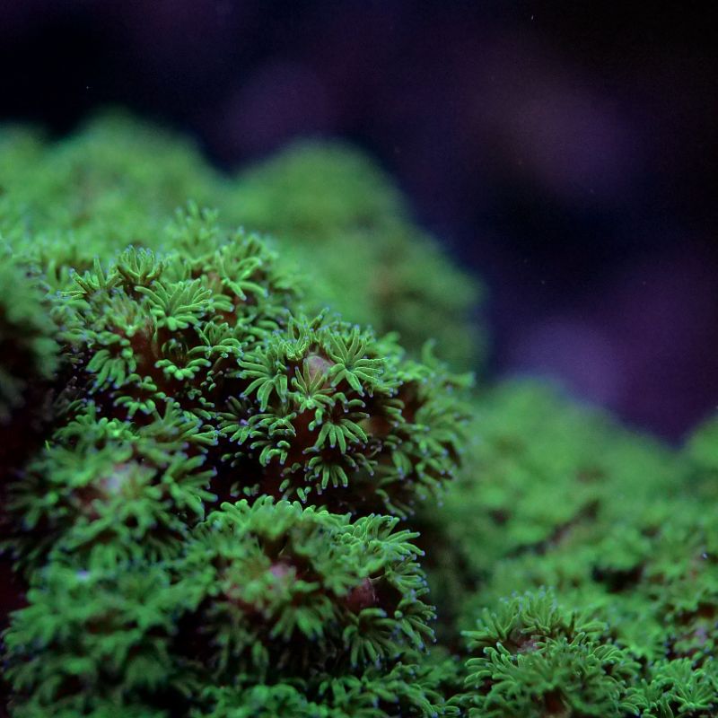 Pocillopora sp. 'Hairy Green'