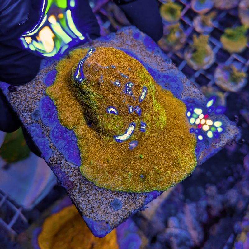 Psammocora sp. 'Watermelon'