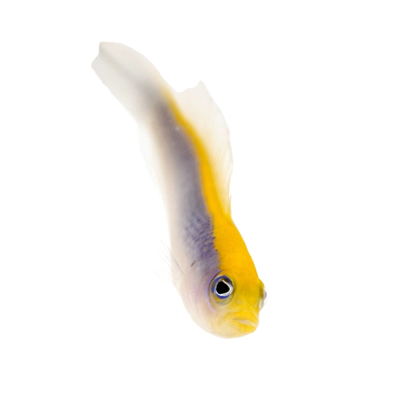Gelbrücken-Zwergbarsch