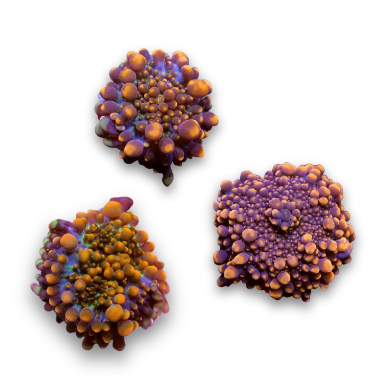 Ricordea 'Neon Orange'