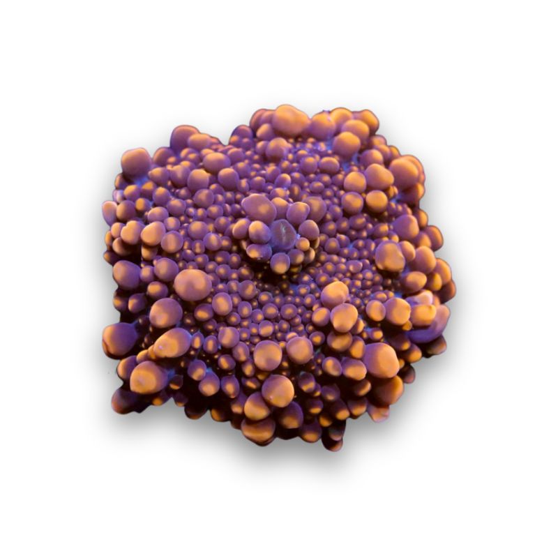 Ricordea 'Neon Orange'