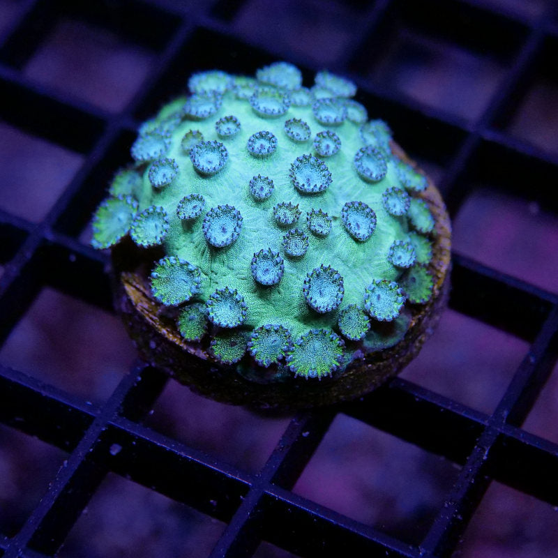 Cyphastrea sp. 'Mint'