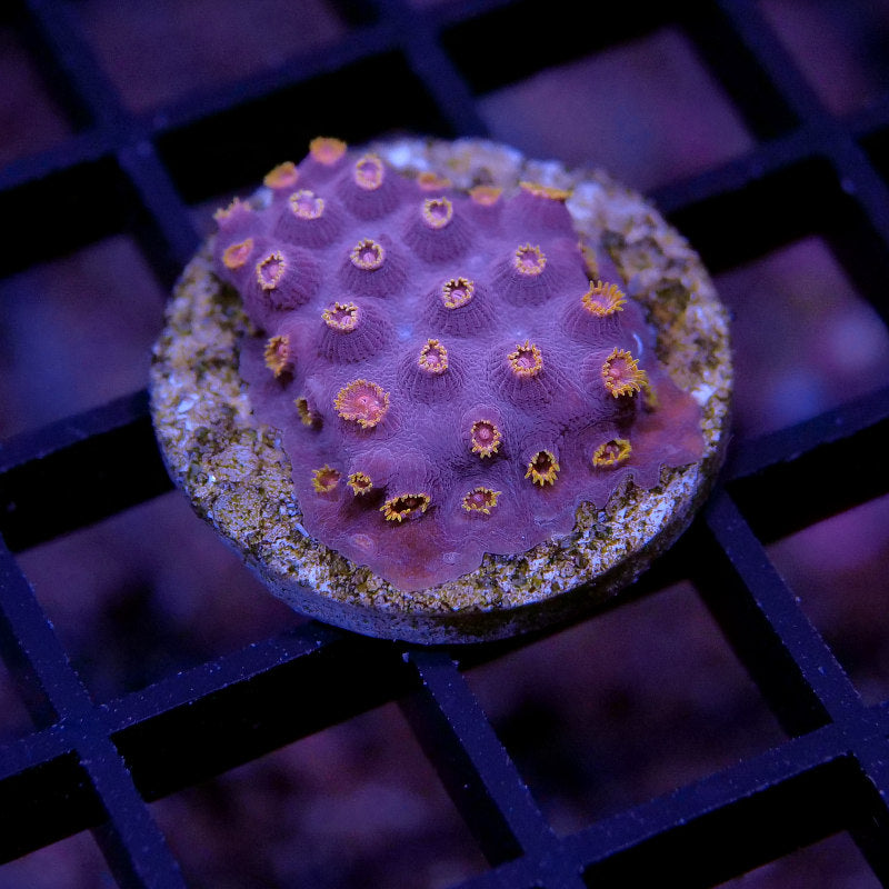 Korallenpaket 'Nano'