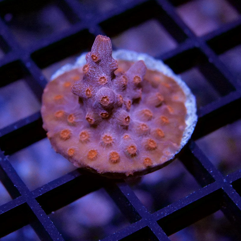 Korallenpaket XL - Erstbesatz