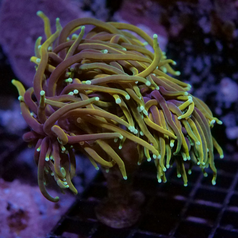 Euphyllia glabrescens 'Golden Torch'