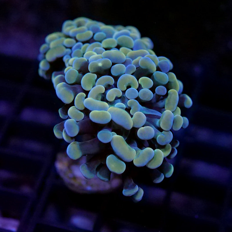 Frag Pack Euphyllia