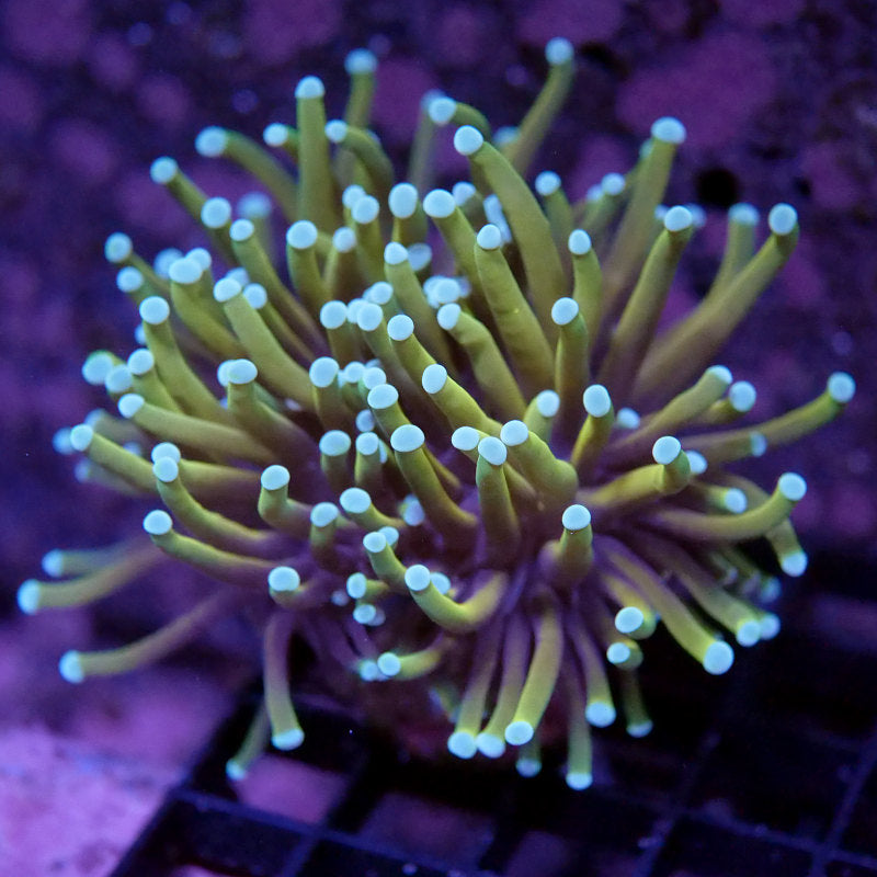 Korallenpaket LPS-Premium-Set