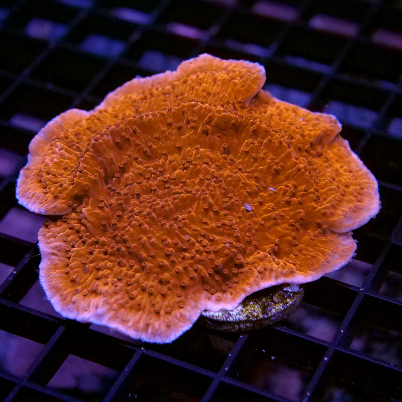 Frag Pack 'Low Budget'