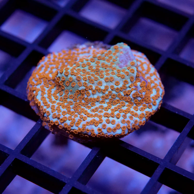 Frag Pack 'Low Budget'