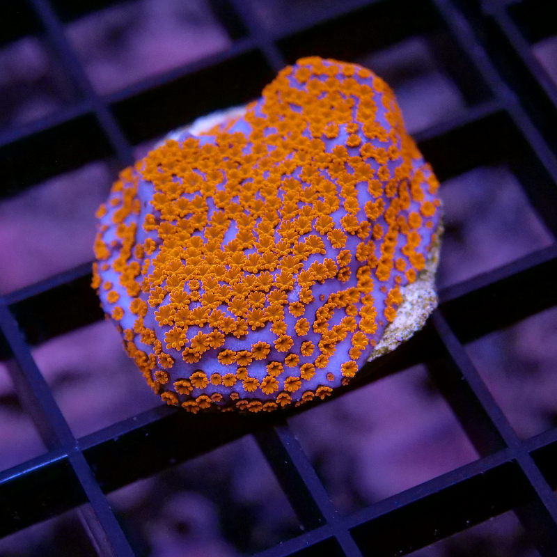 Korallenpaket 'Nano'