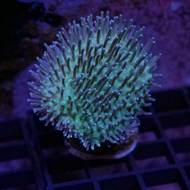 Frag Pack XL - Tank Start