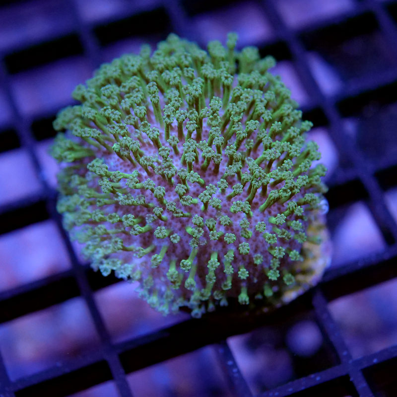 Korallenpaket XL - Erstbesatz