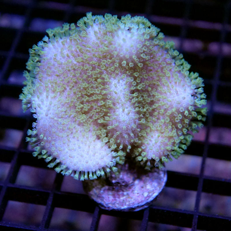 Sarcophyton ehrenbergi 'Green'