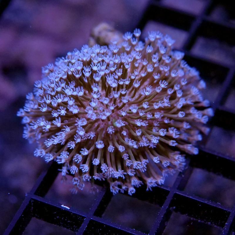 Frag Pack 'Soft Start'