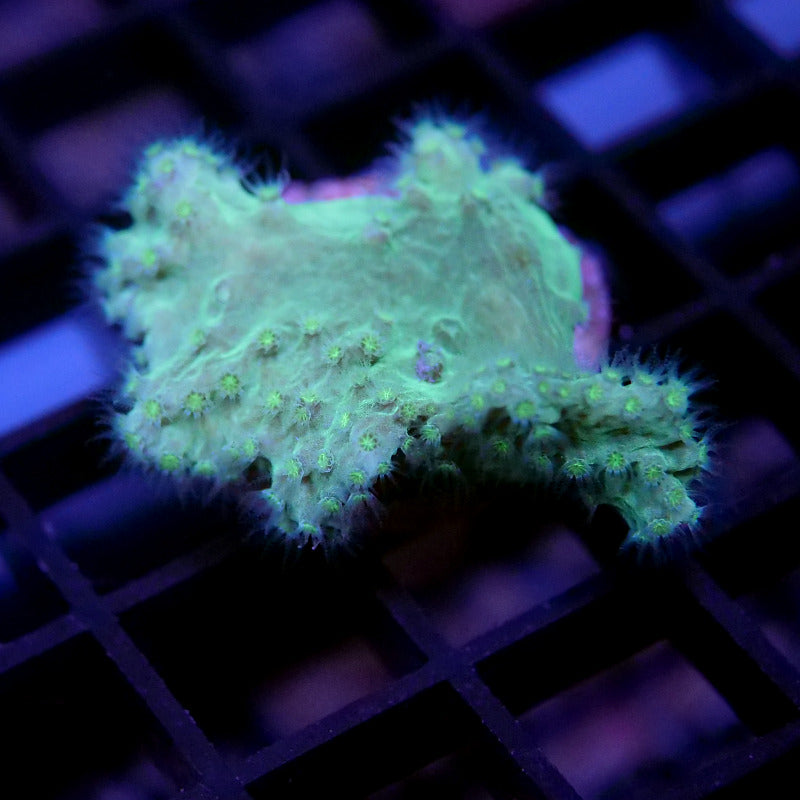 Korallenpaket 'Nano'