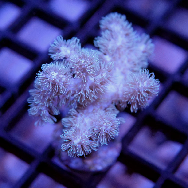 Frag Pack 'Soft Start'