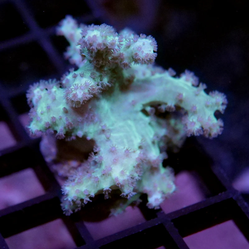 Korallenpaket 'Nano'