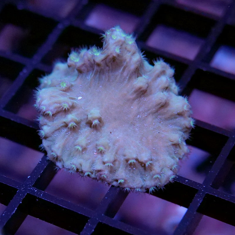 Korallenpaket XL - Erstbesatz