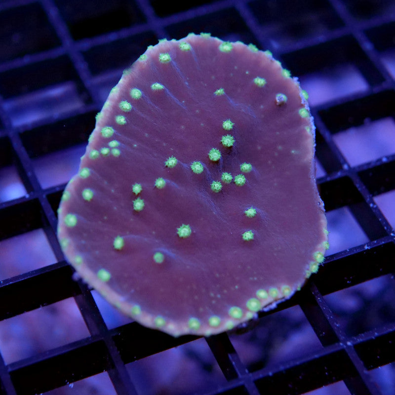 Frag Pack 'Low Budget'