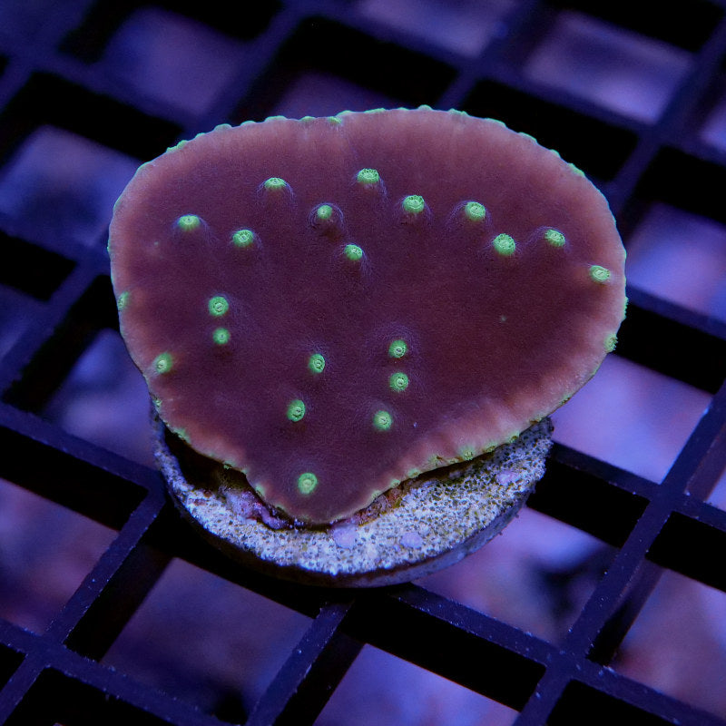 Korallenpaket XL - Erstbesatz