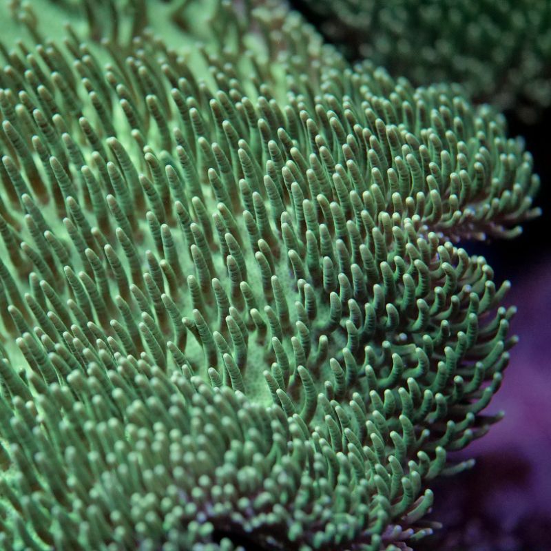 Sarcophyton 'Light Green'