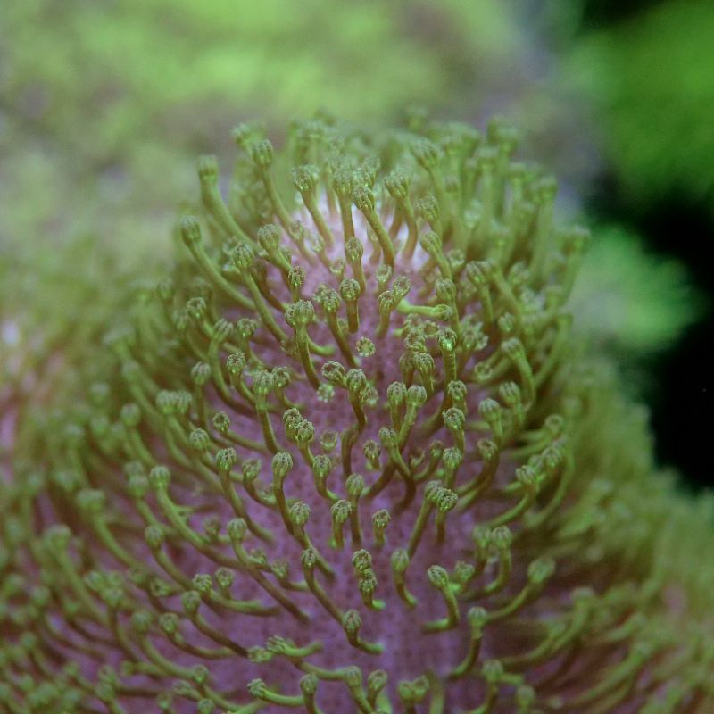 Sarcophyton ehrenbergi 'Green'