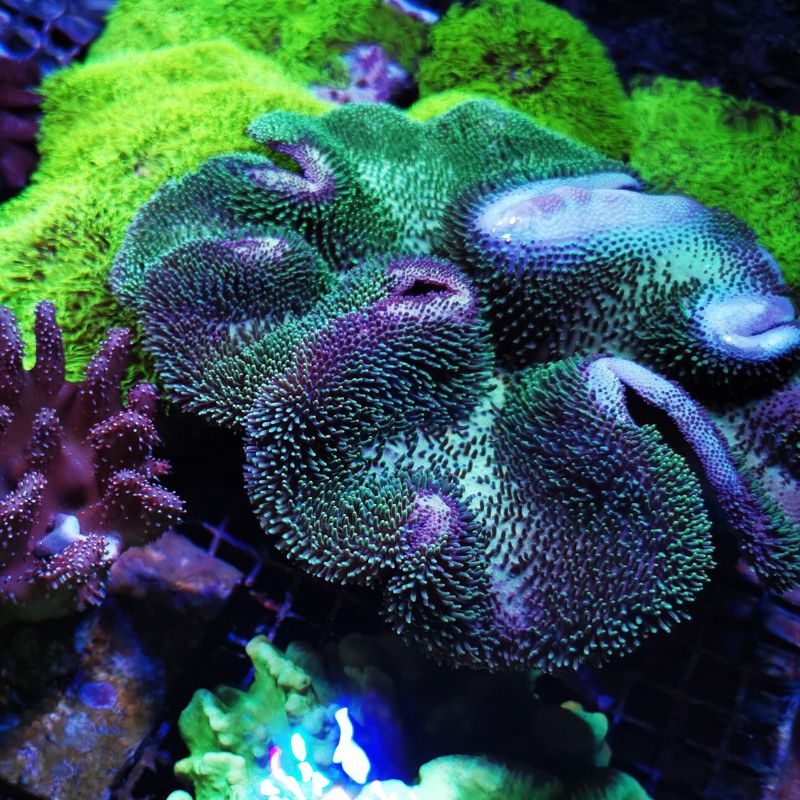 Nano Pilz-Lederkoralle – Künstliche Koralle, 5x5x2,5 Cm, Rot – Aus Polyresin, Für Süß- & Meerwasseraquarien