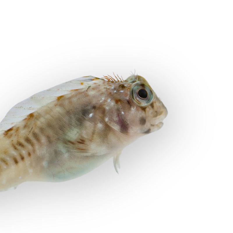 Hahnenkamm-Schleimfisch