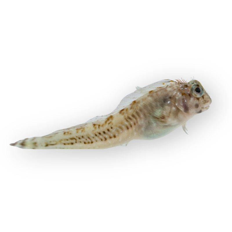 Hahnenkamm-Schleimfisch