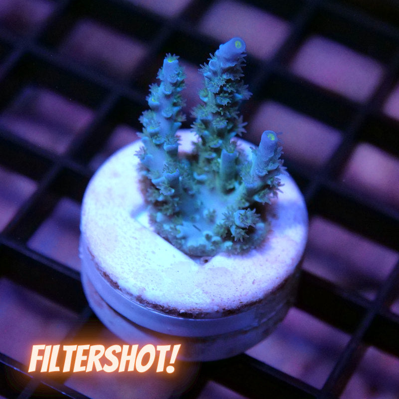 Acropora kenti - Grade 1